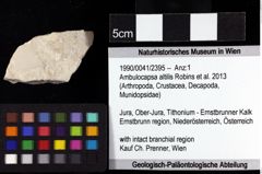 Foto (Objket + Etiketten) von Ambulocapsa altilis (Robins et al., 2013) 